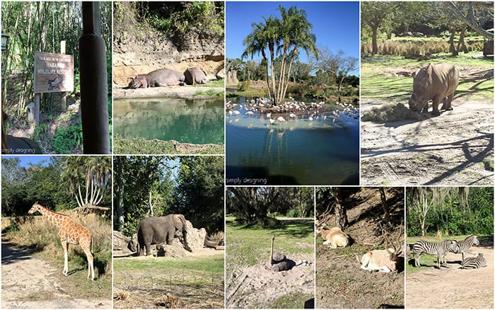 Collage of Safari Animals seen on Animal Kingdom Kilimanjaro Safari