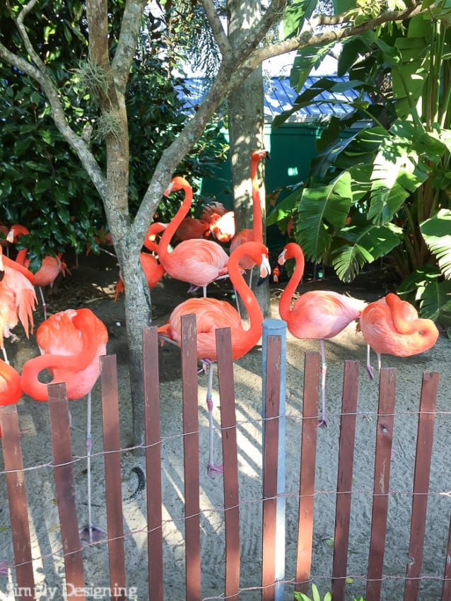 Flamingos