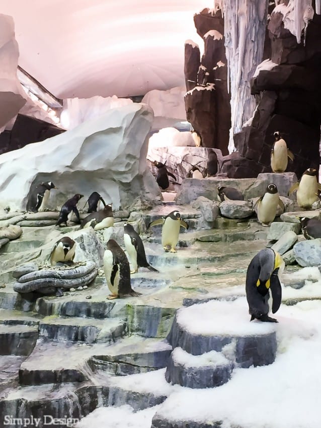 Penguins