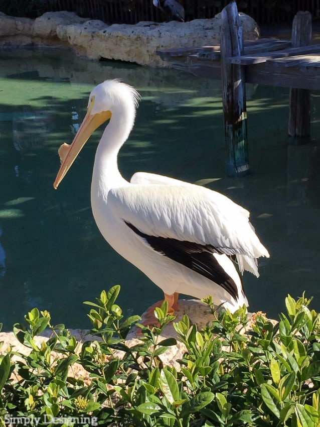 Pelican Preserve
