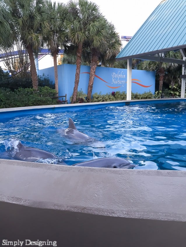 Dolphin Nursery