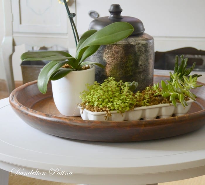 succulent-vignette-tabletop