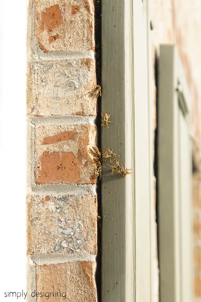 wasps crawling under shutters - wasp nest how to remove