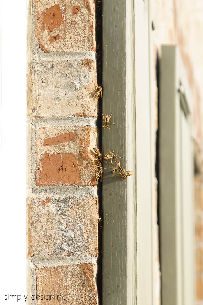 How to Get Rid of a Wasps Nest | Simply Designing with Ashley