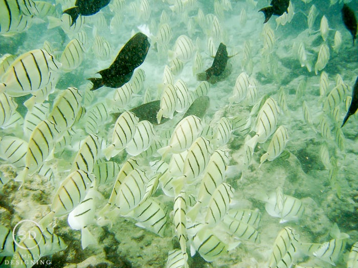 Snorkeling at Hanauma Bay Oahu Hawaii