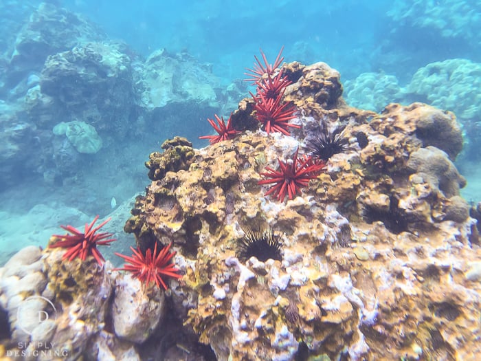 Snorkeling Maui Hawaii