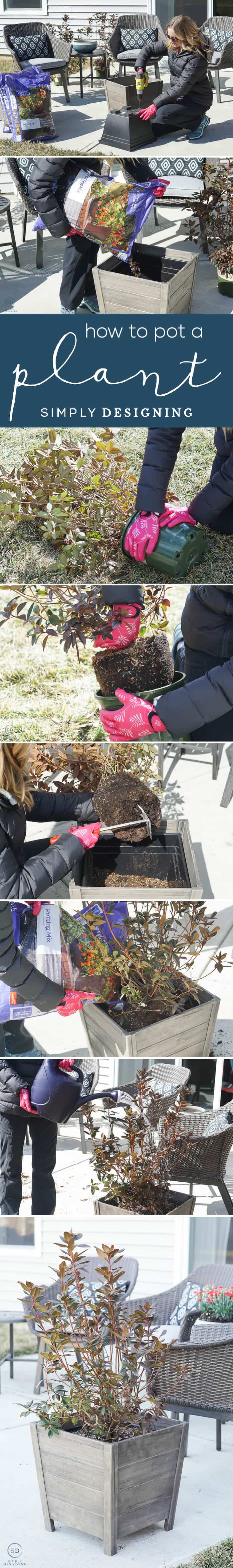 How to Pot a Plant in a large planter