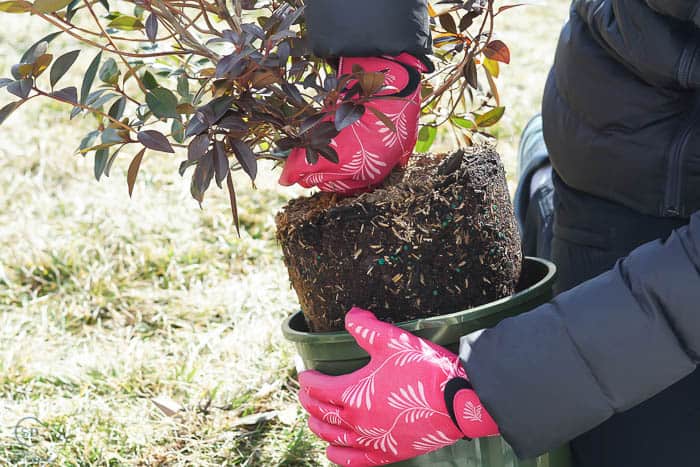 remove plant from pot