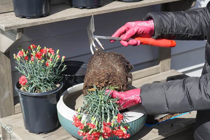 loosen roots on flower plant