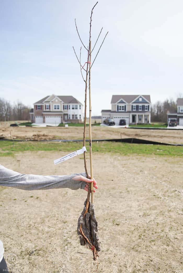 bare roots tree