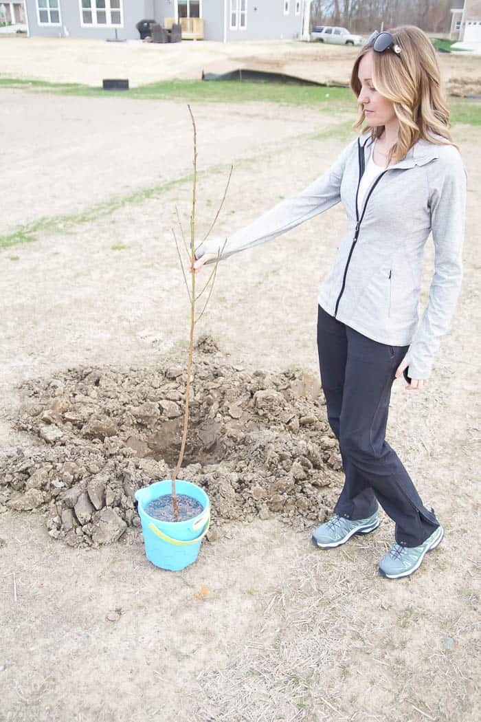 take tree out of bucket of water - how to plant a tree