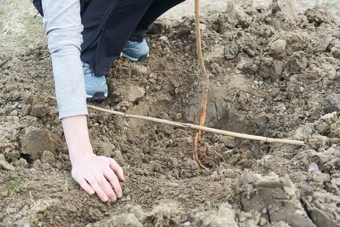 gently put soil around tree - how to plant a tree