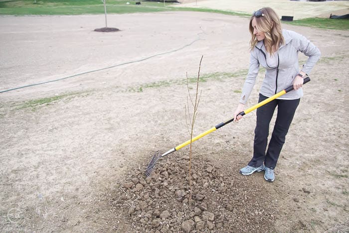 finish putting soil around tree