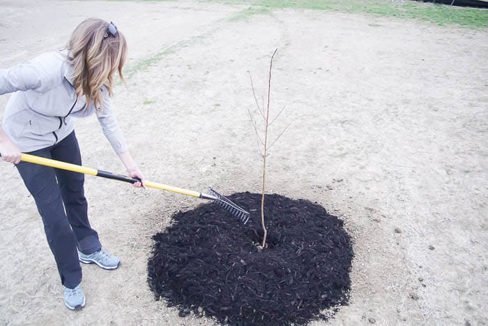 make mulch even - spread mulch around tree - how to plant a tree
