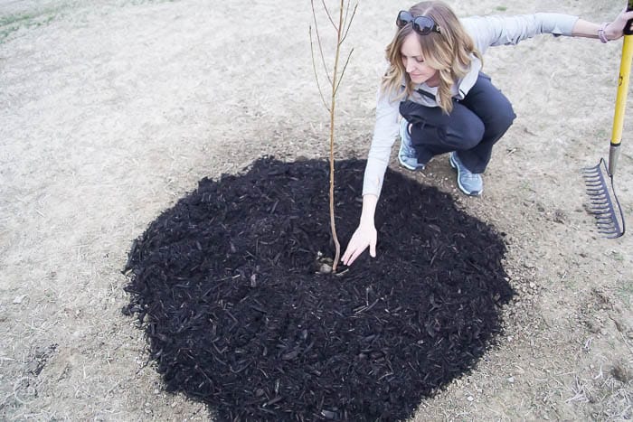 leave space between tree trunk and mulch