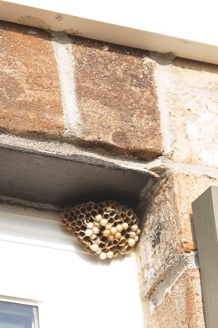 how to get rid of wasps nest