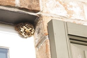 How to Remove Wasp Nests 07067 3 How to Get Rid of a Wasps Nest 2 DIY Floating Shelves