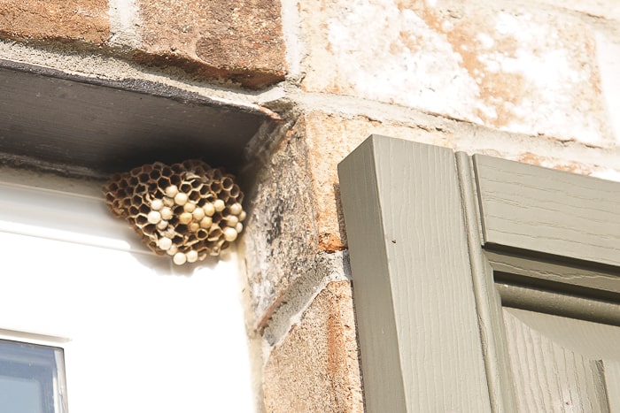 How to Remove Wasp Nests 07067 3 How to Get Rid of a Wasps Nest 38 Industrial Pipe Shelf