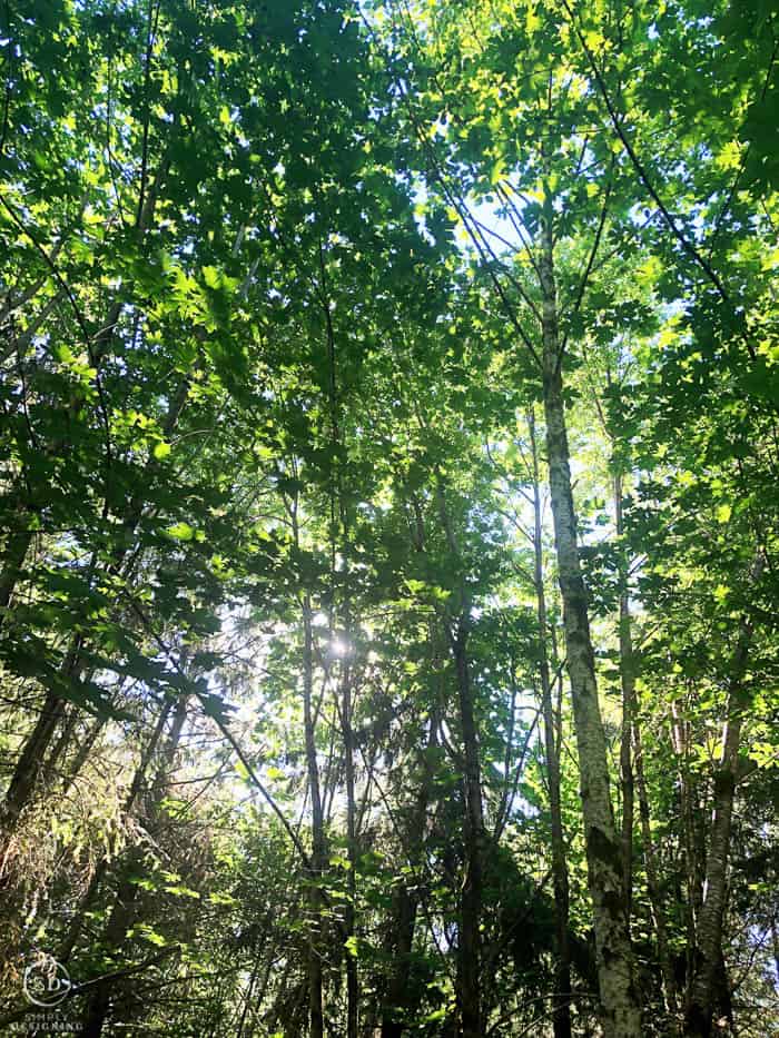 picture of a forest with sun coming through tree branches | We Moved...But Now What!? | 4 | summer dinner party idea