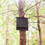 bat house high up in a tree