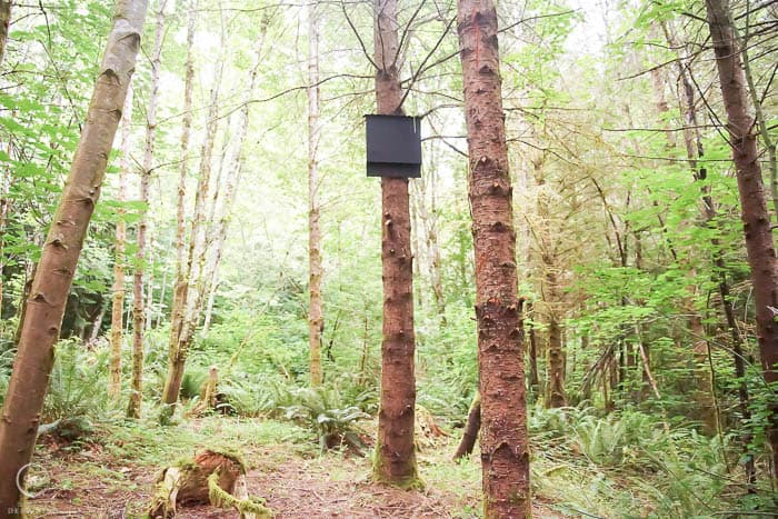 bat house in a forest