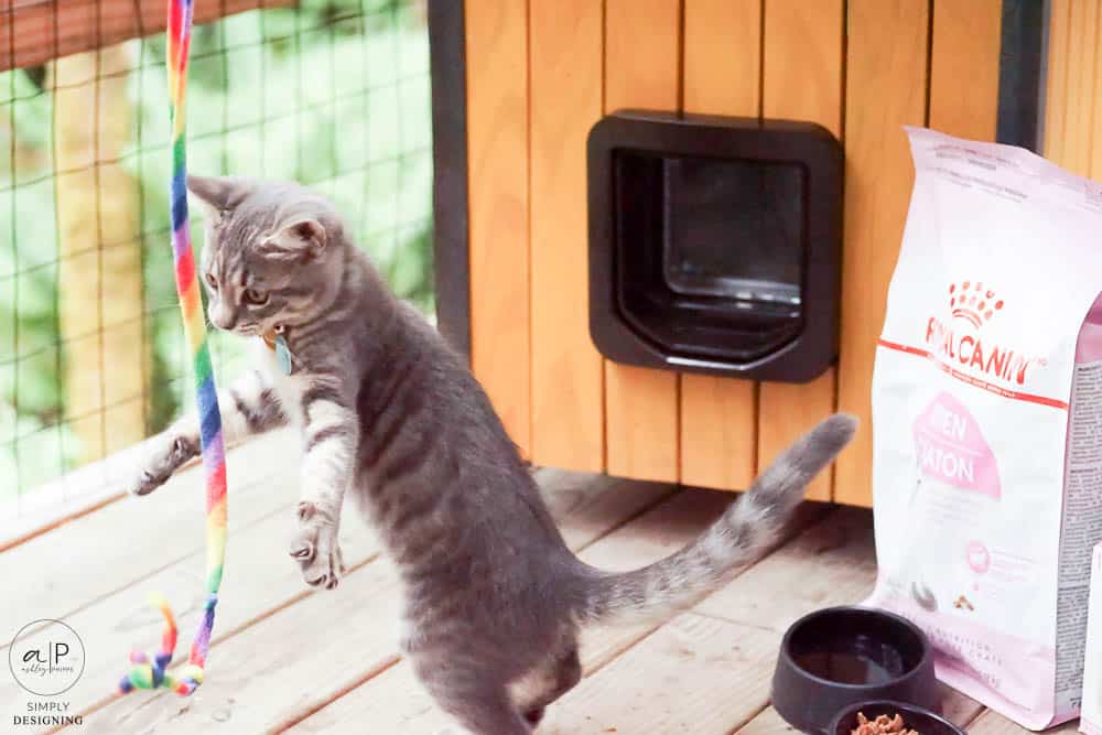 kitten playing with a rainbow string