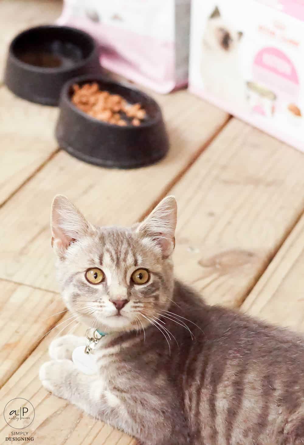 cat looking up at camera with food in the background