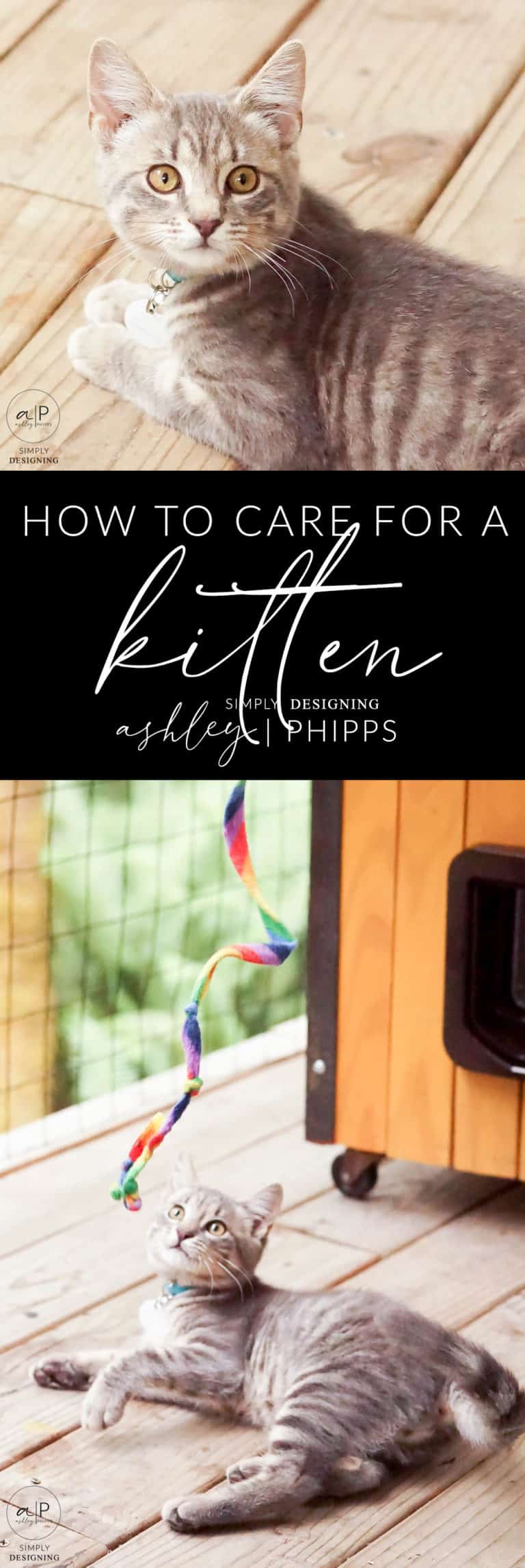 How to Care for a Kitten Simply Designing with Ashley